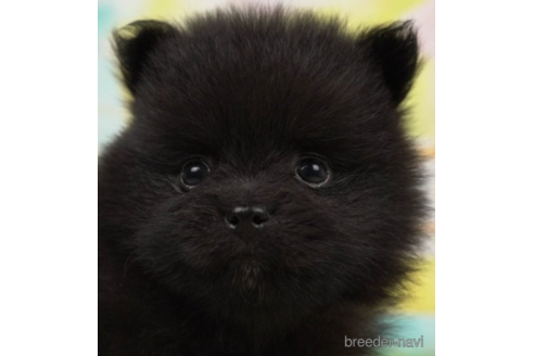 成約済の千葉県のポメラニアン-222402の4枚目